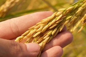 Gạo Việt chuẩn bị hưởng lợi vì lý do này 