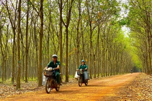 Tập đoàn Công nghiệp Cao su Việt Nam nói gì về việc khởi tố vụ án dự án khu đất Bến Vân Đồn?