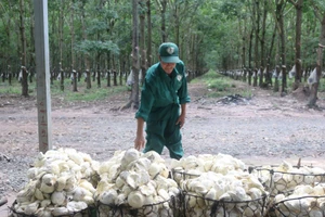 Ngành cao su có thể thắng lớn nhờ ô tô điện