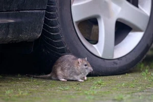 Chuyên gia giải thích sự thật về vỏ dây điện làm từ đậu nành trên ô tô