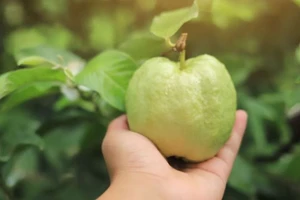 Bí quyết giảm cân bất ngờ từ loại quả quen thuộc với người Việt