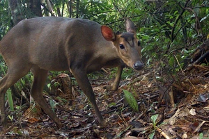 Lần đầu tiên phát hiện mang lớn tại Quảng Nam