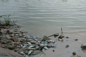 Cá chết nổi trắng hồ mới nạo vét ​