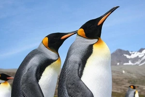 Những câu chuyện bí ẩn phía sau loài chim cánh cụt