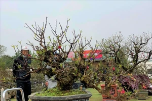 Đào tiến vua được thị trường săn đón. ẢNH: N.VỤ