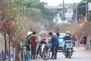 Thị trường hoa nhộn nhịp, sắc xuân tràn ngập phố phường Hà Nội