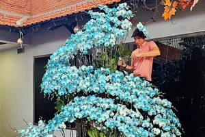 Tết năm nay người tiêu dùng có xu hướng chọn các dòng hoa lan, nhất là lan hồ điệp nhuộm màu để trang trí, chưng Tết.