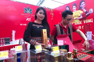 Cây sâm được trồng “xanh” trên đỉnh núi Ngọc Linh hoàn toàn bằng mùn đất tự nhiên tại núi, không sử dụng phân bón.