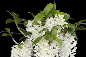 Nghiên cứu lập sàn giao dịch hoa thực tế và sàn hoa ảo