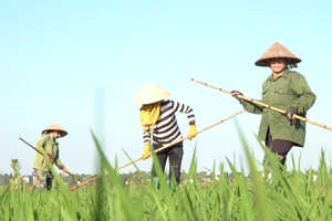 Mùng 4 tết nhiều nông dân ra đồng vì chọn ngày đẹp