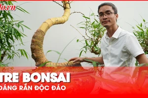 Những chậu tre bonsai dáng rắn độc đáo chào xuân Ất Tỵ 2025