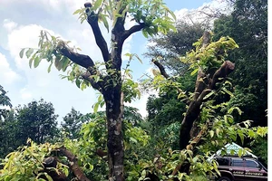 Trộm mai khủng từ Gia Lai chở đến Bình Dương tiêu thụ