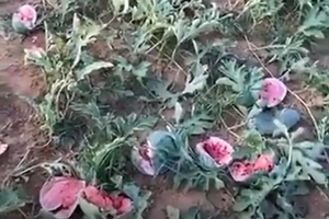 Người đàn ông khóc ngất trên ruộng dưa bị phá hoại