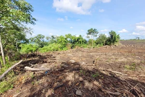 Củng cố hồ sơ khởi tố vụ án hủy hoại rừng tại Gia Lai