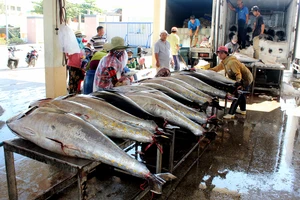 Ngư dân Phú Yên mong sớm gỡ thẻ vàng để giá hải sản tốt hơn