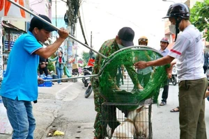 59 phường, xã, thị trấn tại TP.HCM đã lập tổ bắt chó thả rông 