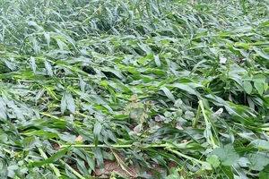 Giông lốc ở nhiều tỉnh phía Bắc, hàng trăm nhà tốc mái, lúa, ngô gãy đổ