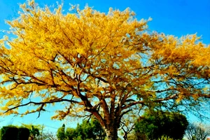 Làm rõ việc tự ý triệt hạ cây tà vụ tuyệt đẹp để làm công viên cây xanh