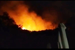 Cháy rừng tự nhiên trên đảo Hòn Tre