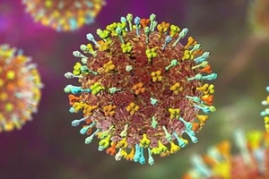 TP.HCM tập huấn chẩn đoán, điều trị và phòng chống bệnh do virus Nipah