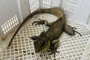 Người dân Tây Ninh giao nộp rồng đất quý hiếm thuộc Sách đỏ