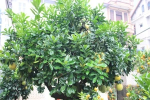 Những loại cây trồng trước nhà để 'hút tiền' về cho chủ nhân