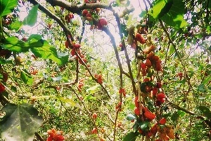 Đừng trồng những loại cây này trước cửa nhà 