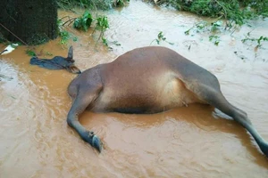 Mưa lũ – Hạn hán: Sự tương phản khắc nghiệt ở Tây Nguyên