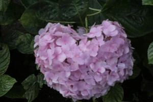 Đừng trưng những loài hoa này trong nhà dịp tết