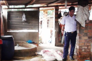 Phát hiện lò mổ heo bệnh bán cho các chợ ở Bình Dương, Đồng Nai