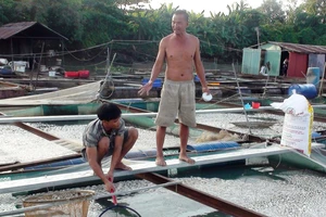 Cá bè trên sông Cái lại chết hàng loạt không rõ nguyên nhân 