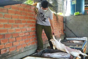 Phát hiện gần 2,5 tấn thịt heo thối chuẩn bị đem đi tiêu thụ