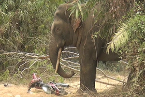 Cận cảnh voi ngà lệch phá hoại tài sản người dân