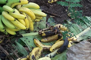 Đổ chuối cho... bò ăn vì Trung Quốc đột ngột không mua