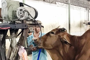 Mỗi con bò kiếm lời thêm 20 kg nhờ bơm nước lã