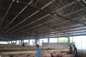 'Thủ phủ' nuôi heo cả nước tạm dừng dự án chăn nuôi heo