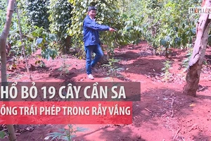 Phát hiện người dân trồng cây cần sa trái phép trong rẫy vắng