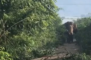 1 người bị voi nhà quật chết ở Đắk Lắk