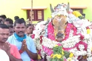 Người dân tụ tập tham dự lễ tang con bò. Ảnh: THE QUINT