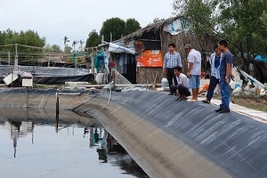 Trộm tôm tấn ở Cà Mau: Người nuôi tôm phẫn nộ 