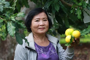 ‘Hái ra vàng’ từ cây mãng cầu hạt lép và vú sữa hoàng kim