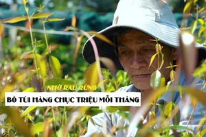 Bỏ túi hàng chục triệu mỗi tháng nhờ rau rừng