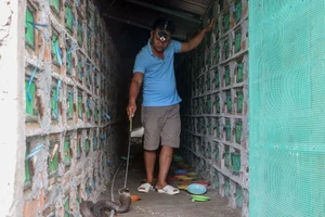 Video: Thăm trại rắn hổ mang tiền tỉ của nông dân miền Tây