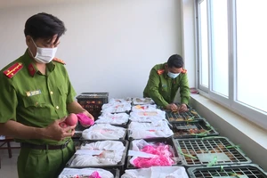 Video: Phát hiện 2,5 tấn hoa quả không rõ nguồn gốc xuất xứ