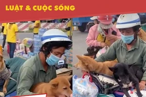 Đúng, sai chuyện Cà Mau tiêu hủy 13 chú chó theo chủ về quê