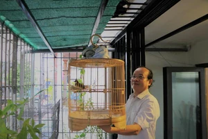 Video: Bác sĩ nha khoa bảo tồn chim chào mào đột biến