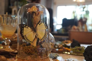 Video: Biến những xác bướm, côn trùng thành 'khu vườn thần tiên'