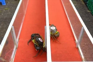 Video: Mới lạ với cuộc thi đua cua tốc độ ở Cà Mau