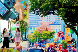 Ngắm khung trời hoa kèn hồng đẹp như tranh tại các tuyến đường ở TP.HCM