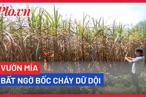 Gia Lai: Vườn mía bất ngờ bốc cháy dữ dội vào giữa trưa